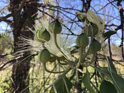 Image of Capparis canescens Banks ex DC.