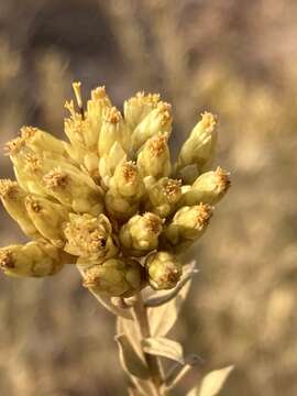 Image of Helichrysum uninervium Burtt Davy