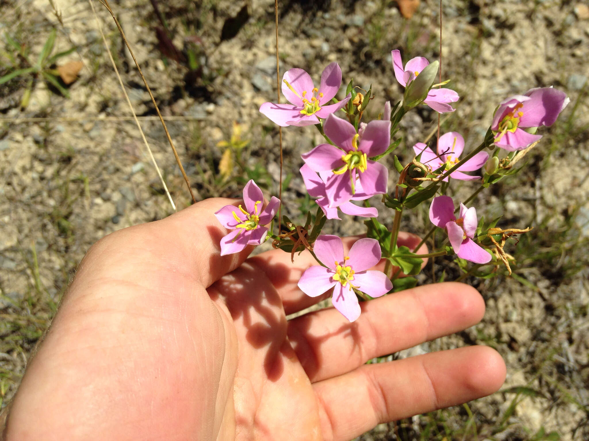 Imagem de Sabatia angularis (L.) Pursh