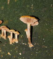 Image of Pholiota squarrosipes Cleland 1933