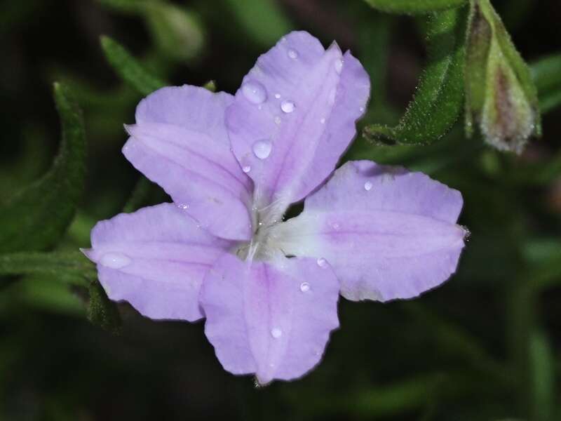 Image of Coopernookia barbata (R. Br.) Carolin