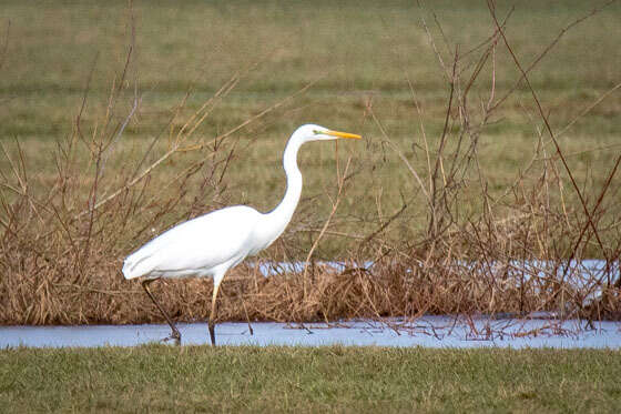 Image of Ardea alba alba Linnaeus 1758