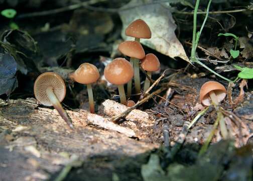 Image of Gymnopus lachnophyllus (Berk.) Murrill 1916