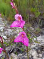 Image of Disa racemosa L. fil.