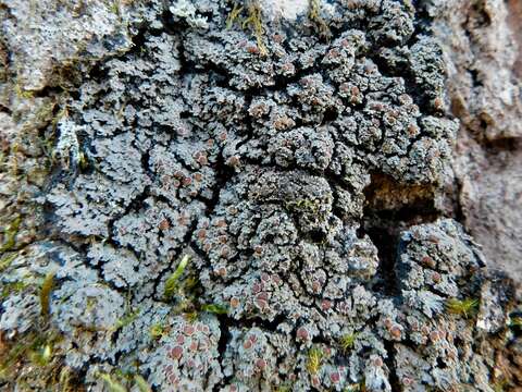 Sivun Fuscopannaria leucosticta (Tuck.) P. M. Jørg. kuva