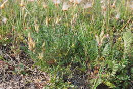 Image de Oxytropis adamsiana (Trautv.) Jurtzev