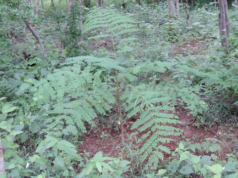 Image of Albizia sinaloensis Britton & Rose