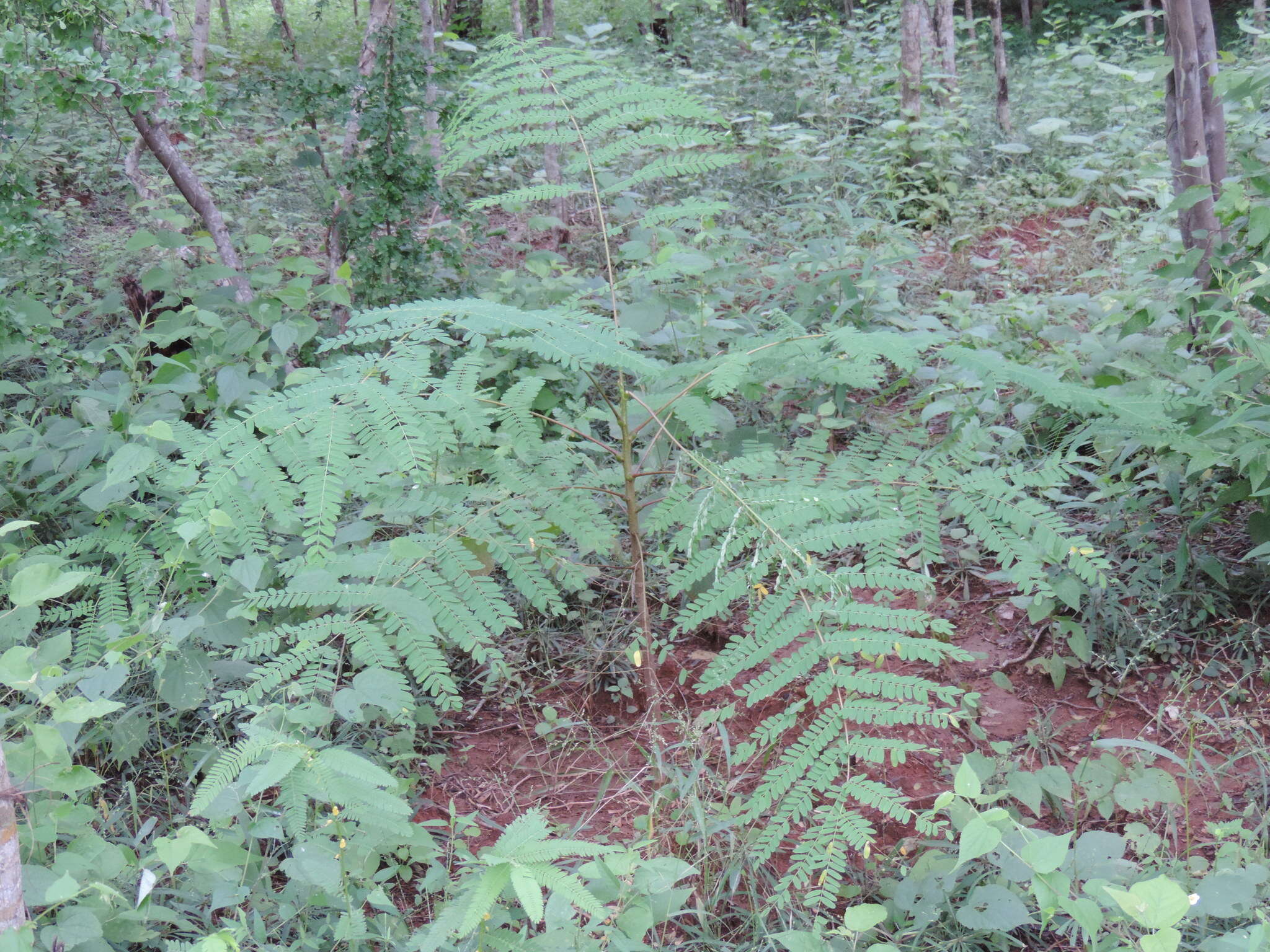 Image of Albizia sinaloensis Britton & Rose