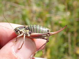 Image de Anonconotus occidentalis Carron, G. & Wermeille 2002