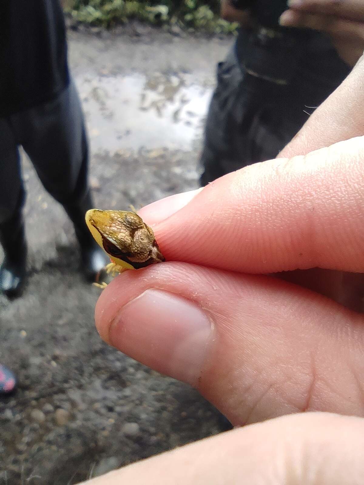 Image of Scalyback Anole