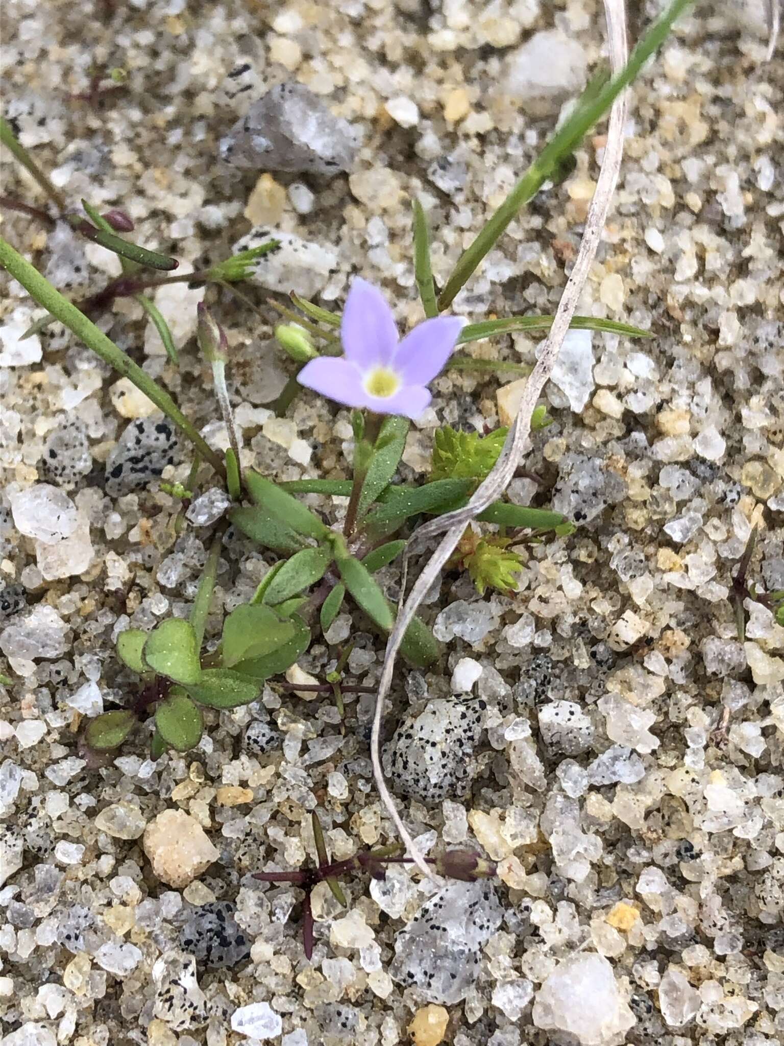 Image of rose bluet