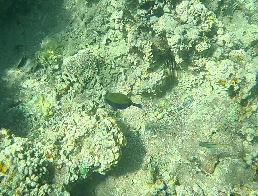 Image of Bluetail trunkfish