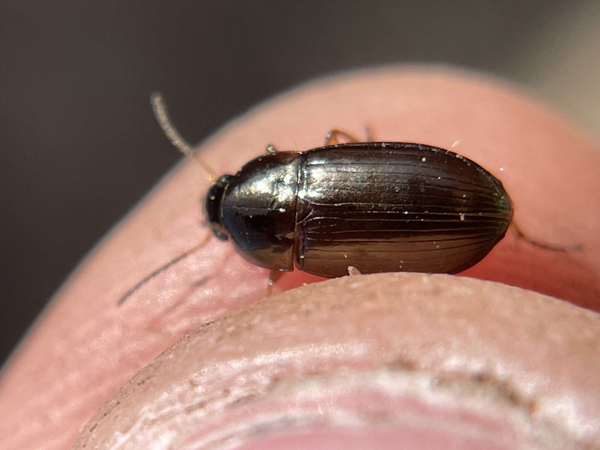 Image of Ground beetle