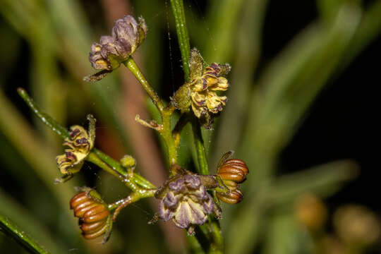 Image de Dodonaea viscosa subsp. angustissima (DC.) J. West