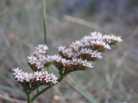 Image of Goniolimon dalmaticum (C. Presl) Rchb. fil.