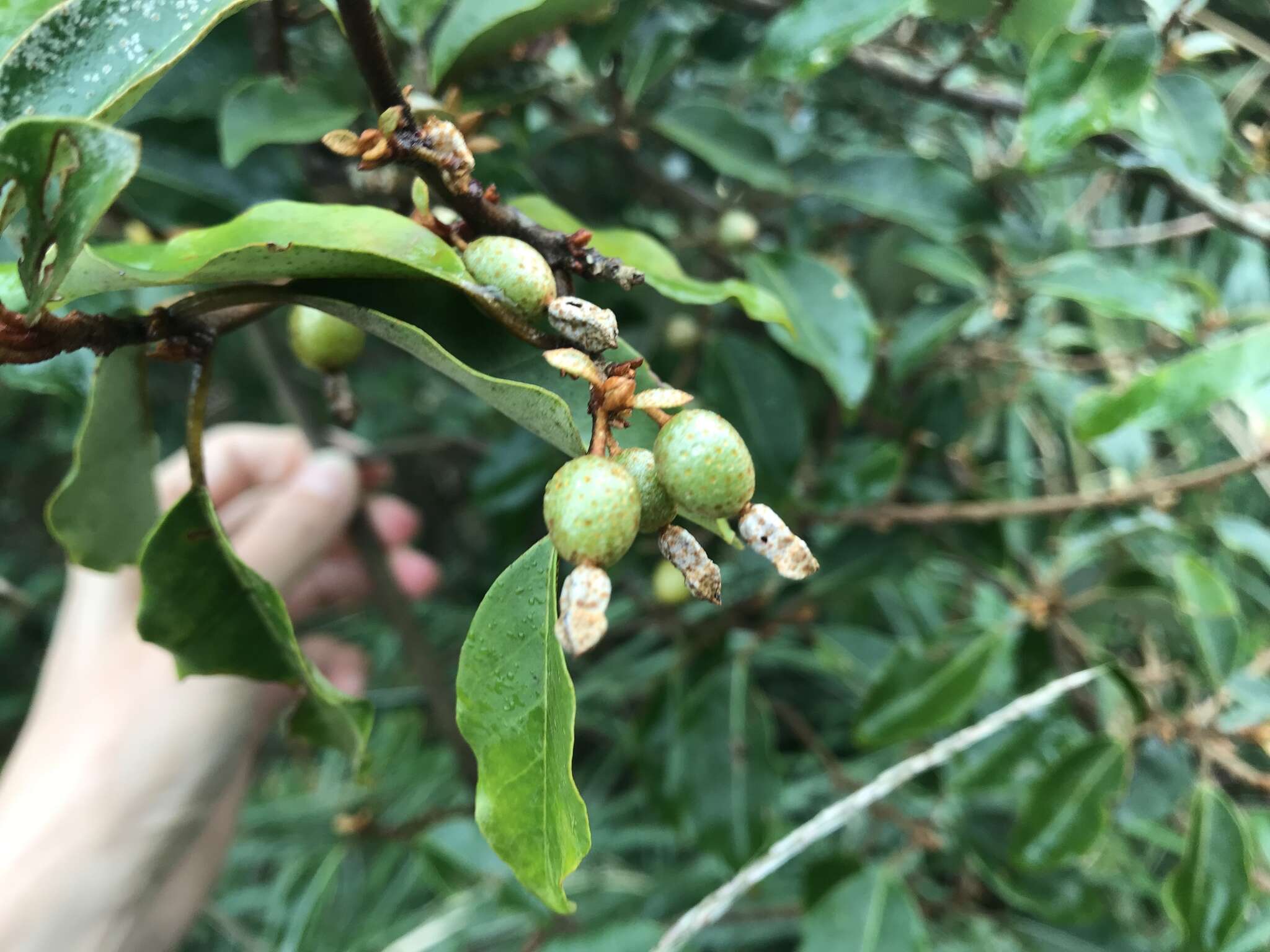 Image of Elaeagnus thunbergii Servettaz