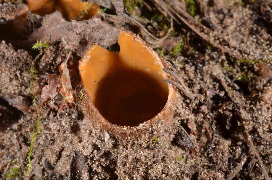 Imagem de Hoffmannoscypha pellita (Sacc.) Stielow, Göker & Klenk 2012