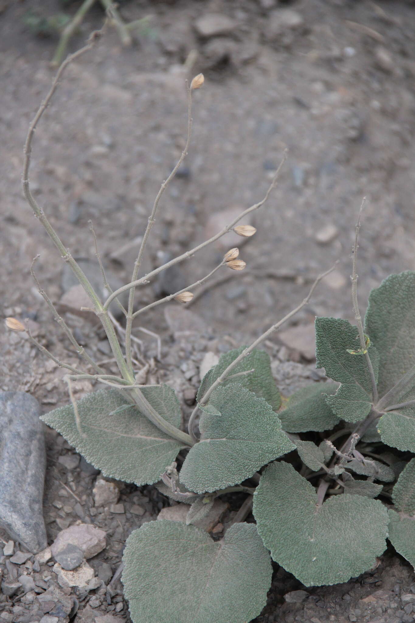 Image of Salvia beckeri Trautv.
