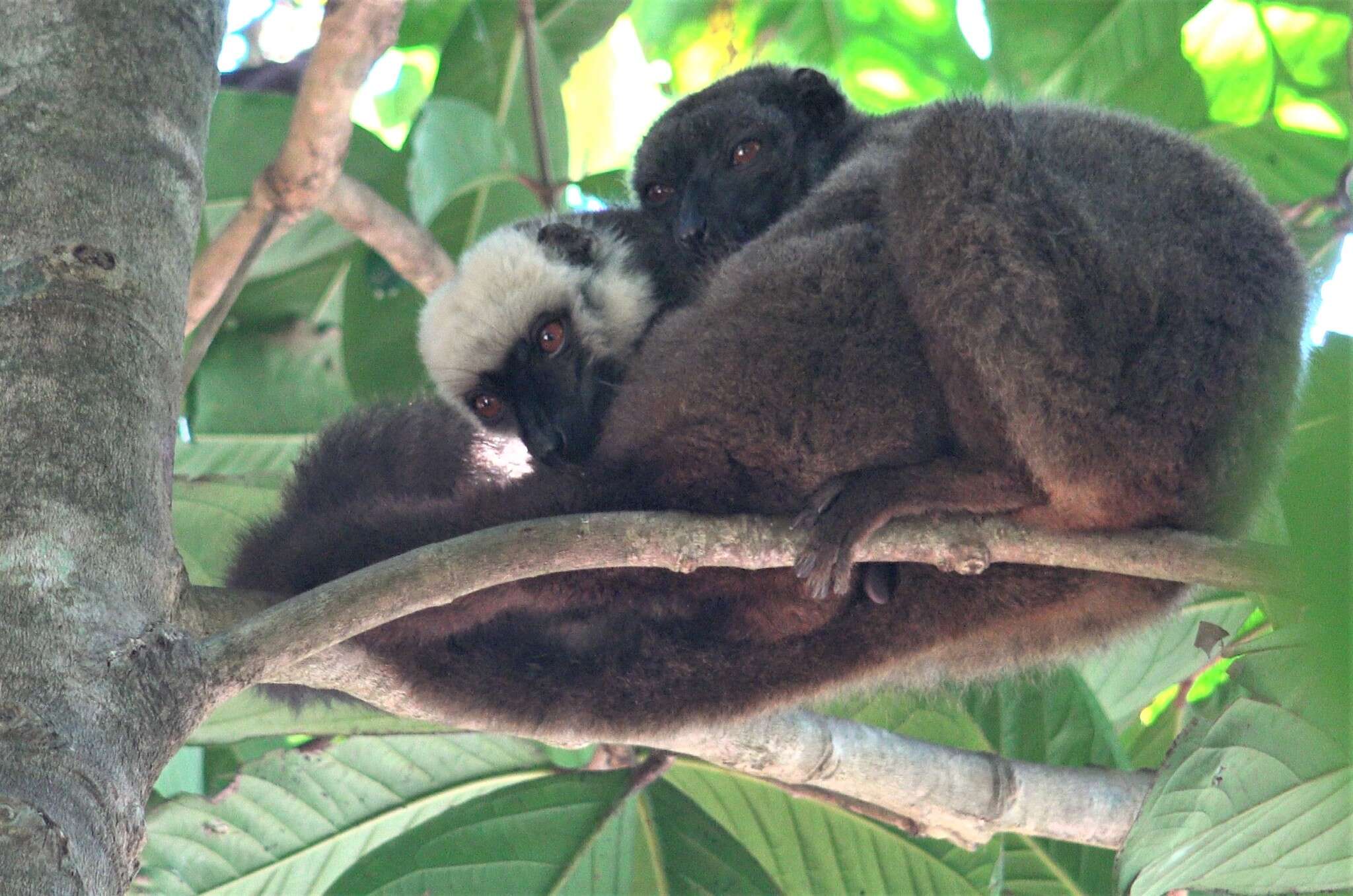 Image of White-fronted Brown Lemur