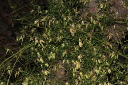 Image of Clematis leptophylla (F. Müll.) H. Eichler