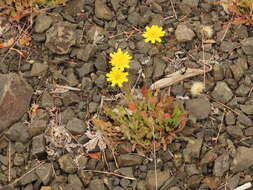 Image of lesser hawkbit