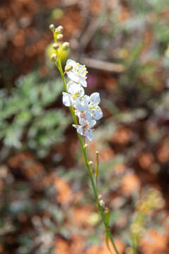 Image of Arabidella trisecta (F. Muell.) O. E. Schulz