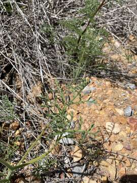 Image of Pelargonium senecioides L'Her.