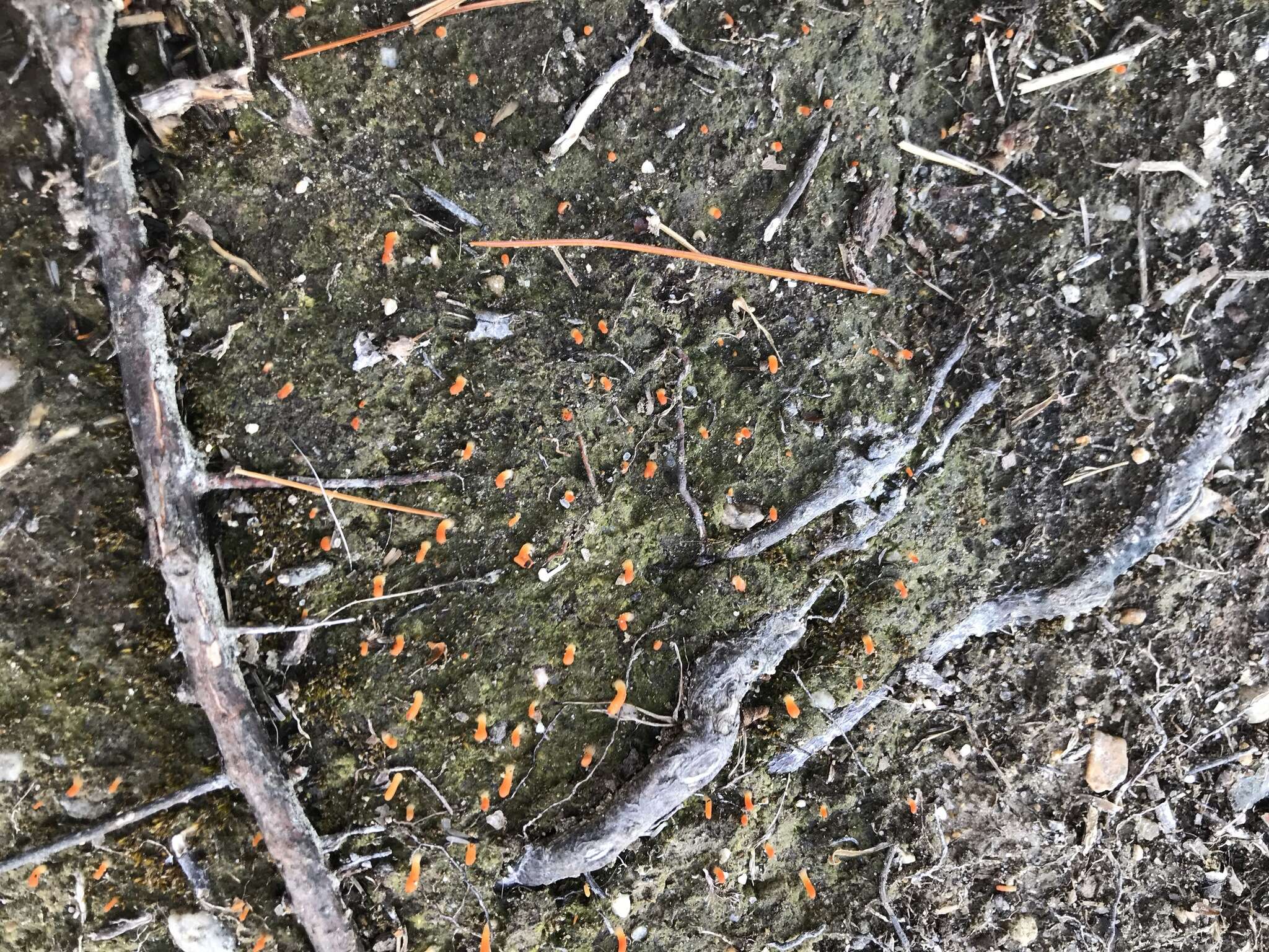 Image of spring club lichen