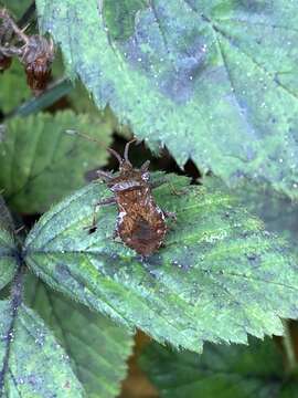 Imagem de Coreus marginatus marginatus (Linnaeus 1758)