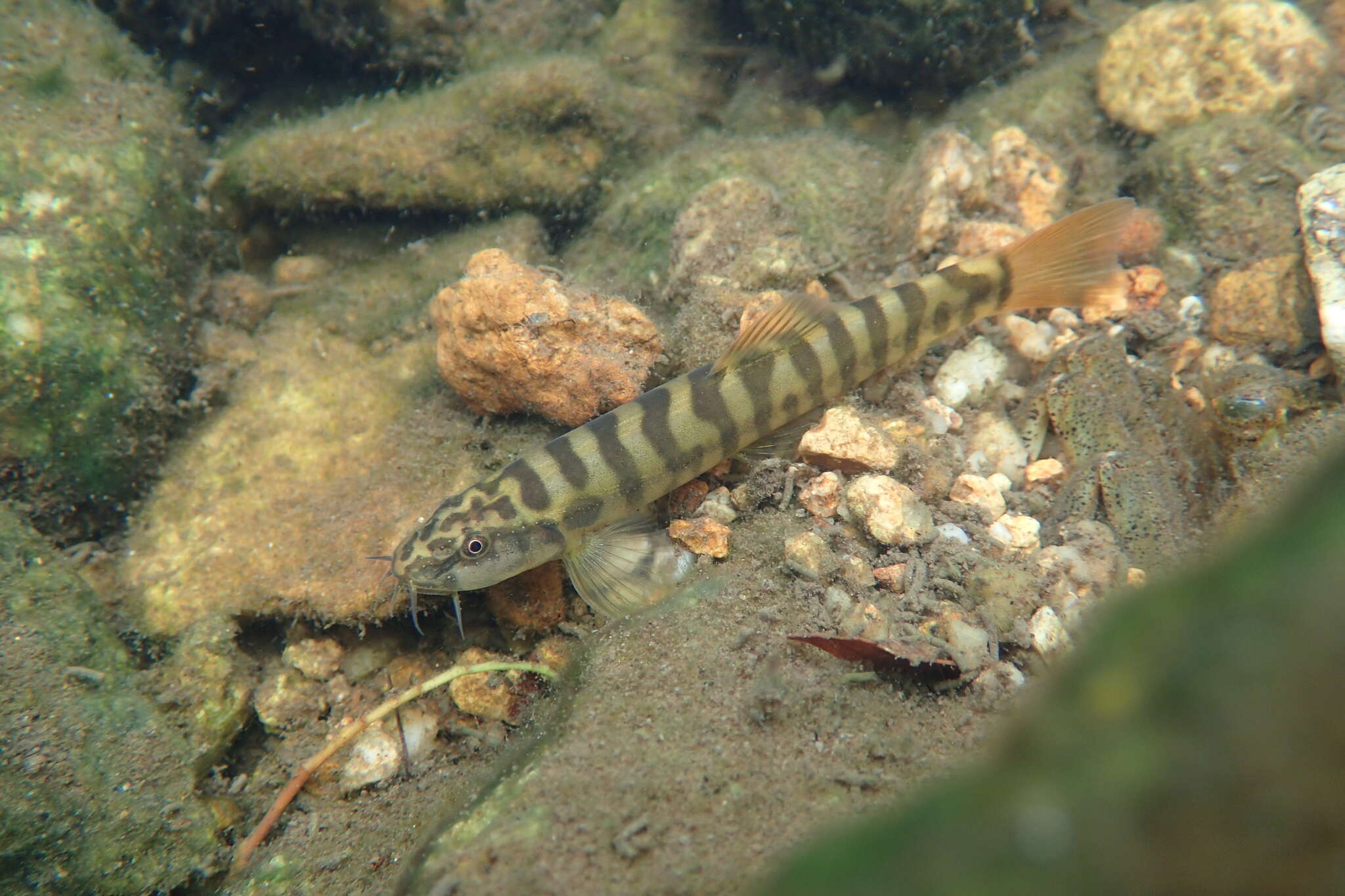 Image of Schistura fasciolata (Nichols & Pope 1927)