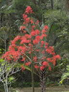 Image of flame bottletree