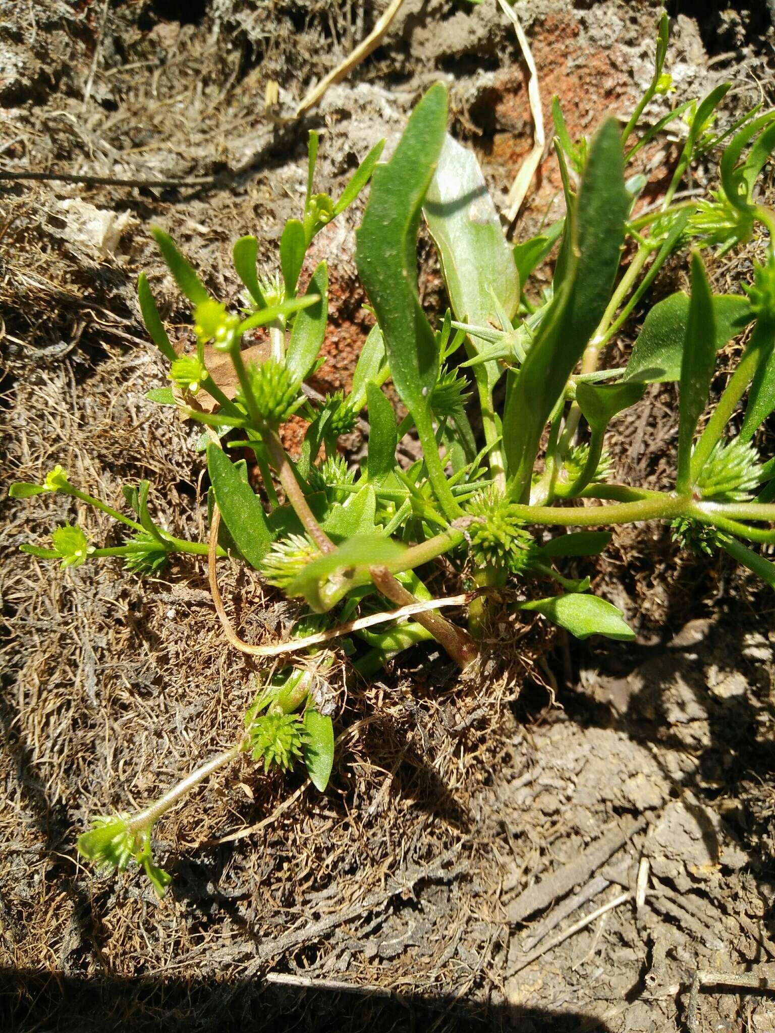 Imagem de Ranunculus lateriflorus DC.