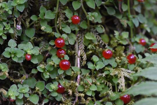 Imagem de Nertera granadensis (Mutis ex L. fil.) Druce