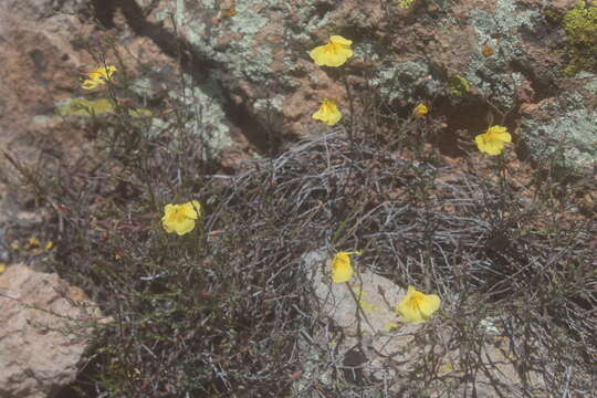 Crocanthemum pugae (G. Calderón de Rzedowski) resmi