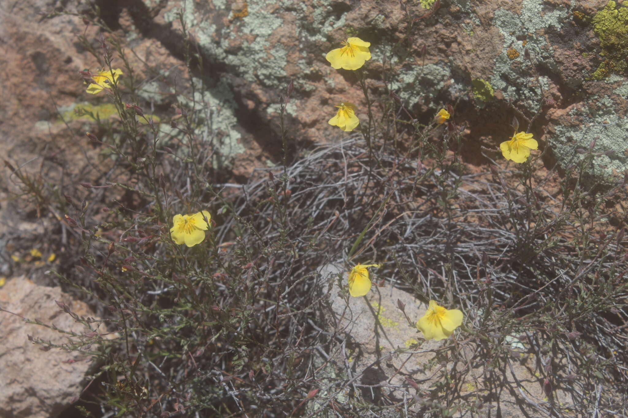 Imagem de Crocanthemum pugae (G. Calderón de Rzedowski)