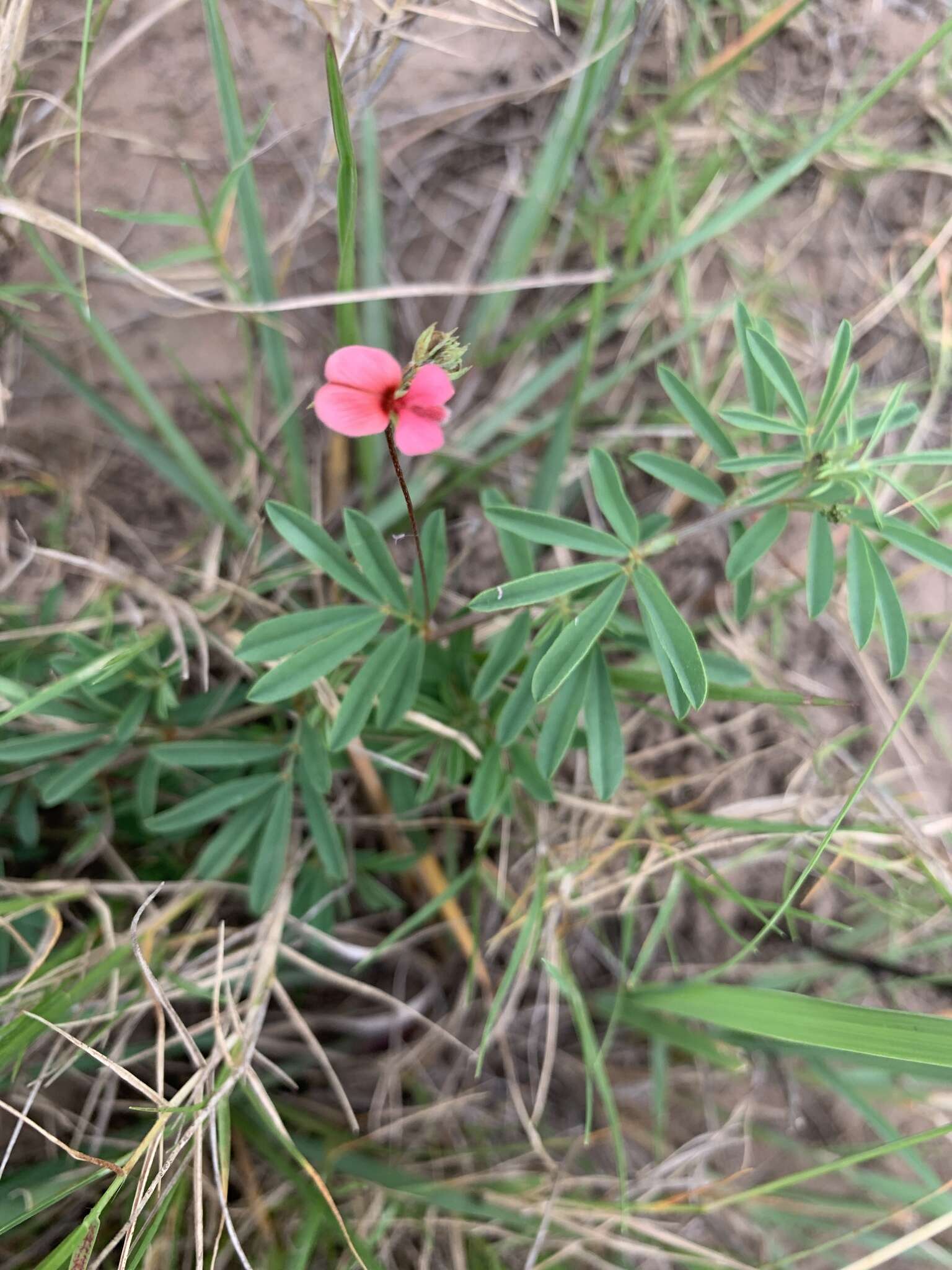 Слика од Indigofera microcarpa Desv.