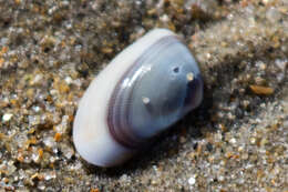 Image of Gould beanclam