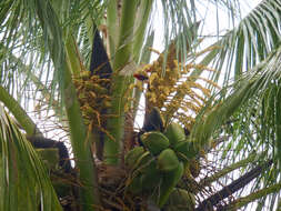 Image of Micronesian Myzomela