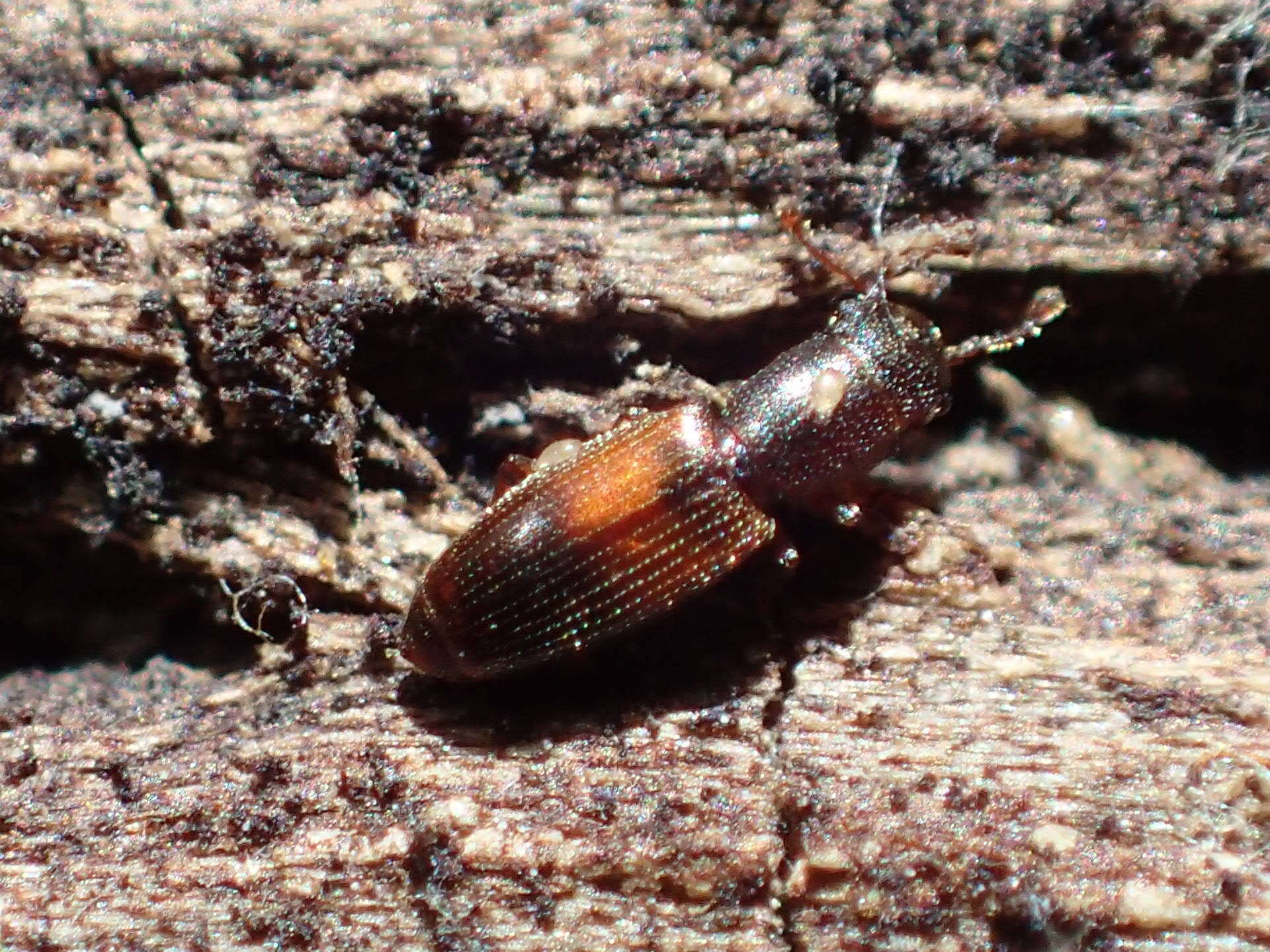 Sivun Hesperobaenus abbreviatus (Motschulsky 1845) kuva