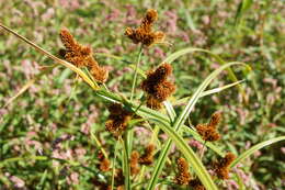 Image of Cyperus glomeratus L.