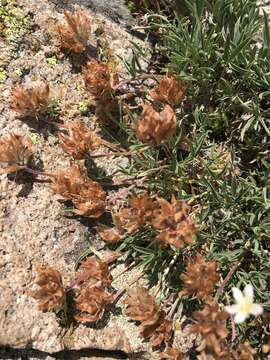 Image of Uinta Clover