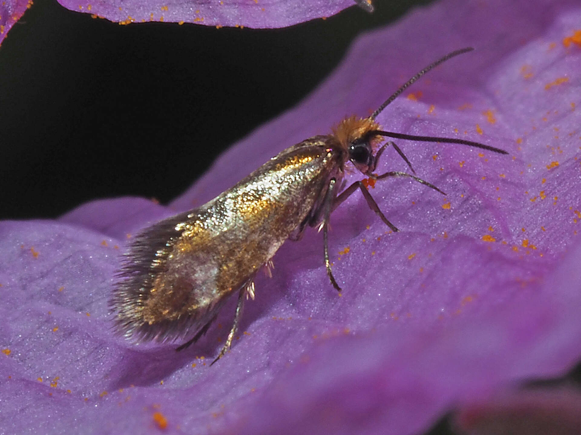 Imagem de Micropterix granatensis Heath 1981