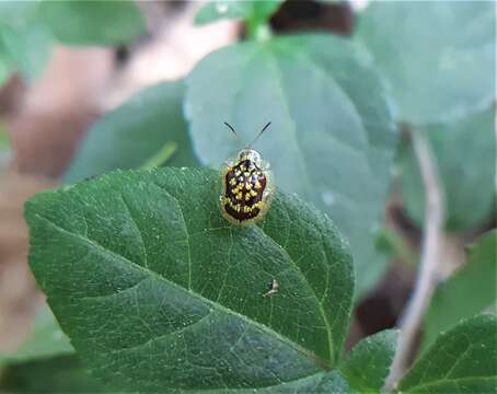 Microctenochira brasiliensis Swietojanska & Borowiec 1999的圖片