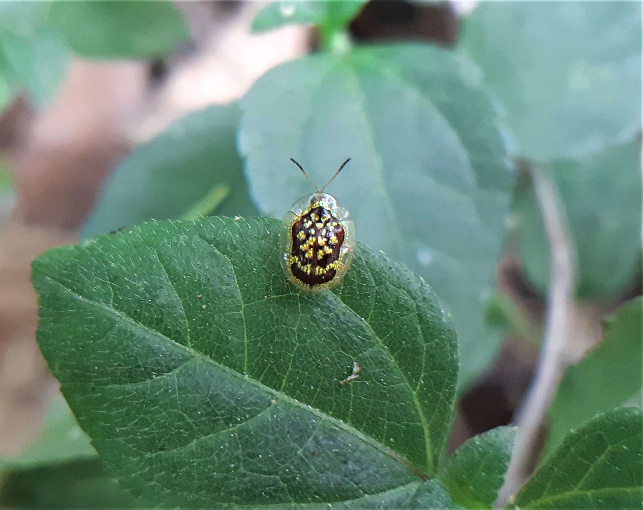 Microctenochira brasiliensis Swietojanska & Borowiec 1999的圖片