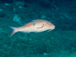 Image of Sidespot goatfish