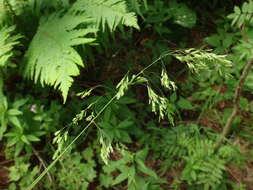 Image of broad-leaved meadow-grass