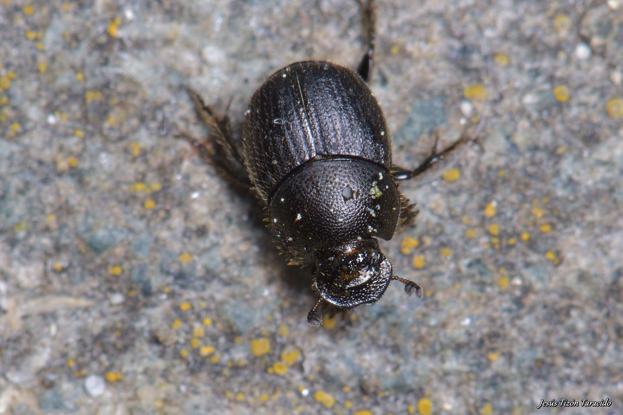 Слика од Onthophagus (Palaeonthophagus) joannae Goljan 1953