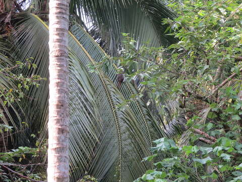 Image of cotton-top tamarin