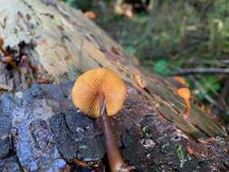 Gymnopilus picreus (Pers.) P. Karst. 1879 resmi