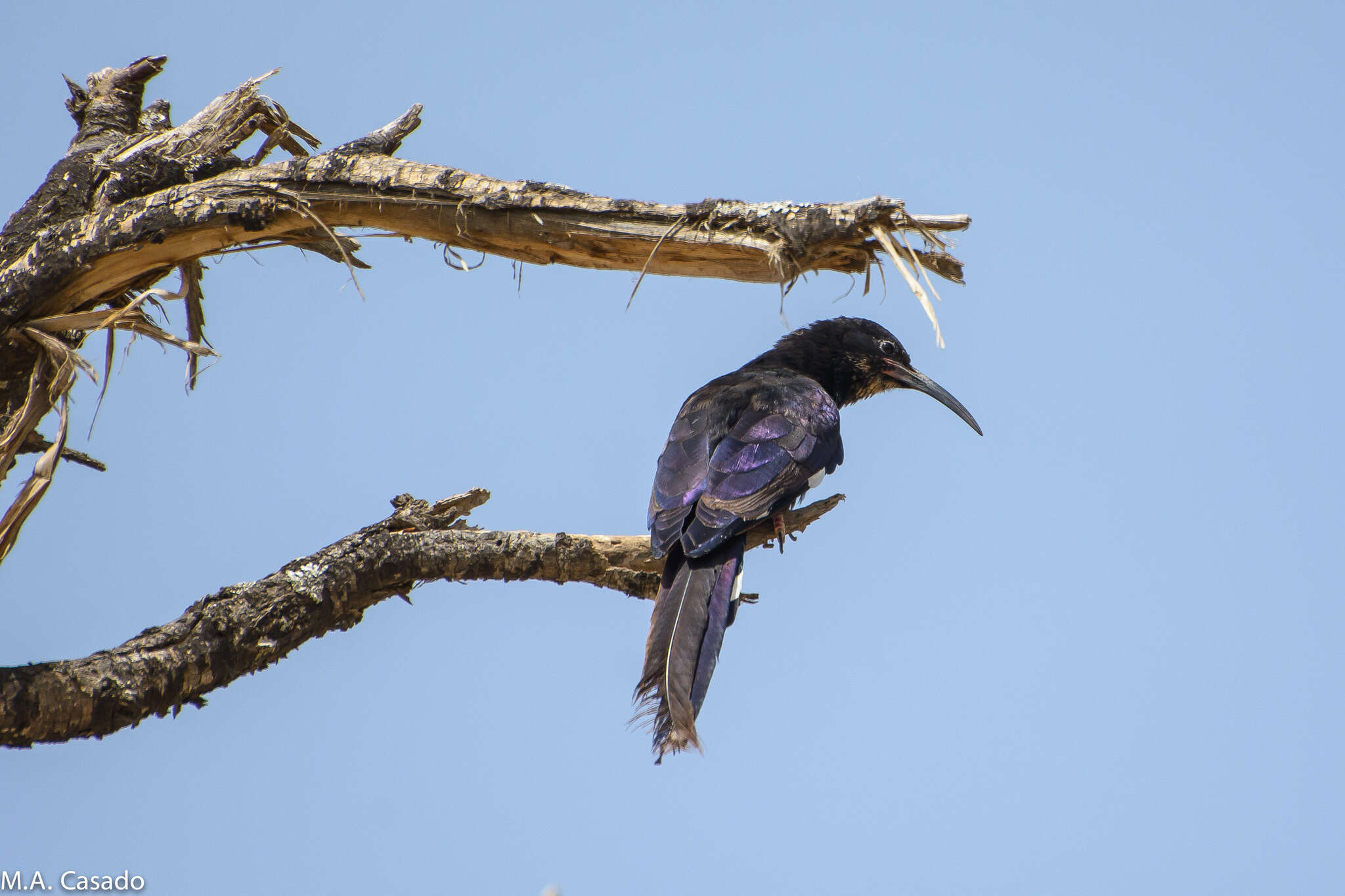 Phoeniculus somaliensis (Ogilvie-Grant 1901) resmi